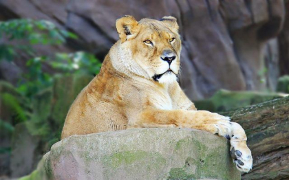 Alarmele au rasunat intr-o gradina zoologica din Sydney dupa ce cinci lei au evadat din adapostul lor. Un pui a fost tranchilizat pentru a fi adus inapoi