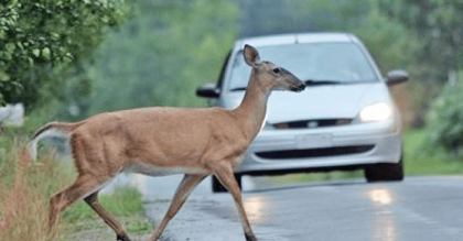 „A sarit in fata masinii”. O caprioara a murit, dupa ce a fost lovita de un automobil, la Ialoveni - FOTO