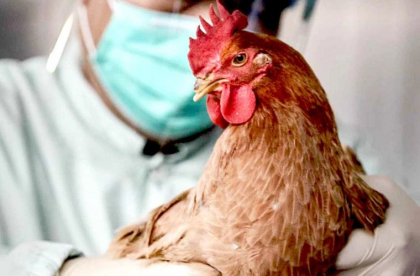 Un nou caz de gripa aviara - confirmat la Telenesti. Proprietarii sunt rugati sa nu scoata pasarile la imasuri, lacuri sau rauri