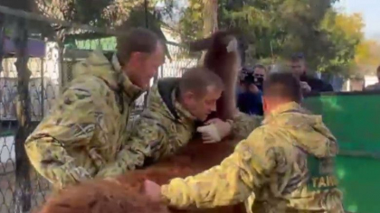Militari rusi filmati cand fura animale de la gradina zoologica din Herson, in timpul retragerii - VIDEO