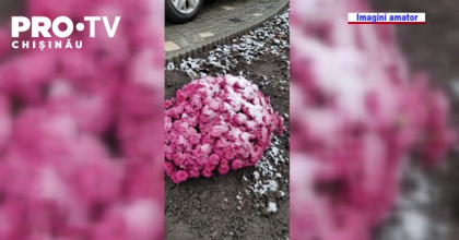 In nordul tarii au cazut primii fulgi. Meteorologii anunta ca va ninge si in urmatoarele 4 zile In nordul tarii au cazut primii fulgi. Meteorologii anunta ca va ninge si in urmatoarele 4 zile