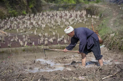 China: Fermierii isi distrug recoltele pe care nu le pot vinde din cauza restrictiilor anti-covid China: Fermierii isi distrug recoltele pe care nu le pot vinde din cauza restrictiilor anti-covid