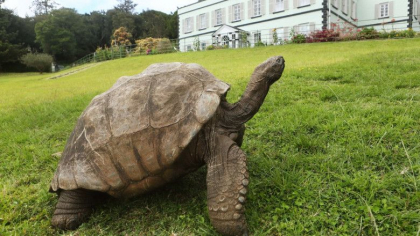 Cel mai batran animal din lume are 190 de ani. Testoasa Jonathan isi sarbatoreste aniversarea cu o petrecere de 3 zile