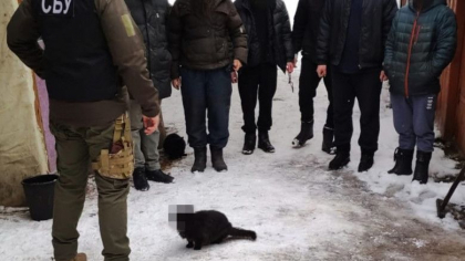 Serviciul secret ucrainean a blurat fata unei pisici „spion” intr-un comunicat care anunta o noua lovitura data propagandei ruse - FOTO 