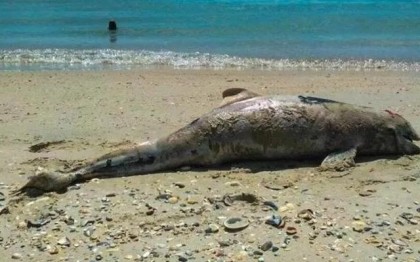Armata rusa, acuzata ca a ucis in regiunea Odesa peste 120 delfini