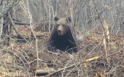 Urs salvat de jandarmi din Bistrita, Romania, in ziua de Craciun. Animalul a ramas prins intr-un lat de sarma. Ursul are pana la 2 ani si aproximativ 80 de kilograme Urs salvat de jandarmi din Bistrita, Romania, in ziua de Craciun. Animalul a ramas prins intr-un lat de sarma. Ursul are pana la 2 ani si aproximativ 80 de kilograme