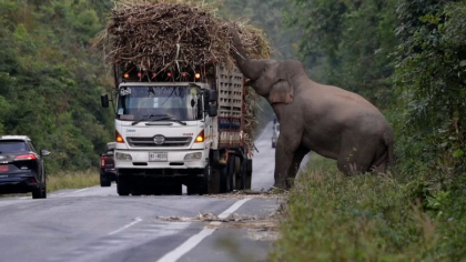 Un elefant lacom si lenes opreste in trafic camioanele cu trestie de zahar ca sa manance Un elefant lacom si lenes opreste in trafic camioanele cu trestie de zahar ca sa manance