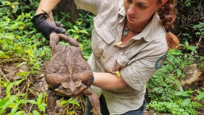 „Toadzilla”, broasca gigant care i-a uimit pe toti. A fost descoperita din intamplare, dar a fost eutanasiata - VIDEO „Toadzilla”, broasca gigant care i-a uimit pe toti. A fost descoperita din intamplare, dar a fost eutanasiata - VIDEO