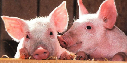 Trei foacare de pesta porcina africana - inregistrate in prezent pe teritoriul tarii. Ministerul Agriculturii: „Statistica ingrijoratoare”