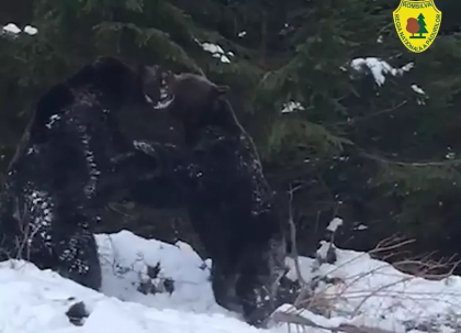 Imagini spectaculoase cu o bataie intre doi ursi, surprinse intr-o padure din judetul Suceava, Romania - VIDEO Imagini spectaculoase cu o bataie intre doi ursi, surprinse intr-o padure din judetul Suceava, Romania - VIDEO