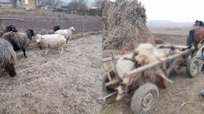 Lupii dau tarcoale unei localitati din raionul Ungheni. Peste zeci oi au fost sfasiate de animalele pradatoare - FOTO Lupii dau tarcoale unei localitati din raionul Ungheni. Peste zeci oi au fost sfasiate de animalele pradatoare - FOTO