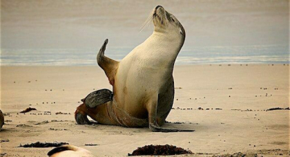 Aproape 600 de lei de mare si peste 50.000 de pasari salbatice au murit din cauza gripei aviare in ultimele saptamani, in Peru
