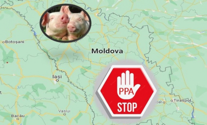 Patru cazuri de pesta porcina africana - depistate in raionul Leova. Recomandarile ANSA pentru cetateni