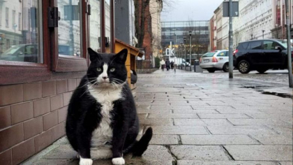 Un motan supraponderal a devenit principala atractie a unui oras medieval polonez. Gacek are 4,9 stele pe Google si mii de recenzii Un motan supraponderal a devenit principala atractie a unui oras medieval polonez. Gacek are 4,9 stele pe Google si mii de recenzii