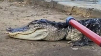 Un aligator a fost gasit in lacul unui parc din New York. Animalul era letargic din cauza temperaturilor scazute - VIDEO Un aligator a fost gasit in lacul unui parc din New York. Animalul era letargic din cauza temperaturilor scazute - VIDEO