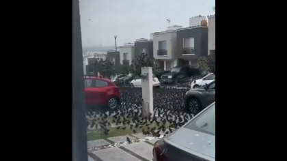 Mii de pasari au starnit teama si ingrijorare dupa ce au invadat strazile din Mexic. „Fugiti sa va salvati viata” - VIDEO