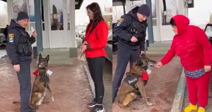 Imagini adorabile la punctul de trecere a frontierei Giurgiulesti-Galati. Calatorii sunt intampinati de Nero, cainele de serviciu al Politiei de Frontiera, care are grija ca fiecare cetatean sa primeasca un martisor in prima zi de primavara - VIDEO
Imagini adorabile la punctul de trecere a frontierei Giurgiulesti-Galati. Calatorii sunt intampinati de Nero, cainele de serviciu al Politiei de Frontiera, care are grija ca fiecare cetatean sa primeasca un martisor in prima zi de primavara - VIDEO