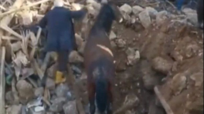 Un cal a fost scos in viata de sub daramaturi, la 21 de zile de la cutremurul devastator din Turcia - VIDEO Un cal a fost scos in viata de sub daramaturi, la 21 de zile de la cutremurul devastator din Turcia - VIDEO