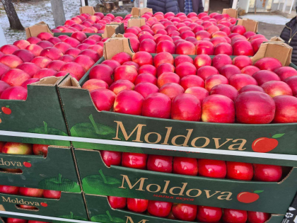 Moldova ar putea exporta de patru ori mai multe fructe in Uniunea Europeana. Care este tara cu cea mai mare potentiala cerere de fructe moldovenesti - FOTO Moldova ar putea exporta de patru ori mai multe fructe in Uniunea Europeana. Care este tara cu cea mai mare potentiala cerere de fructe moldovenesti - FOTO