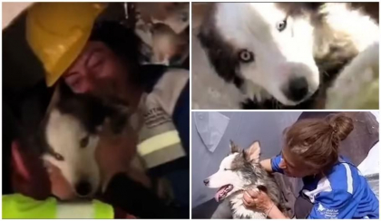 „Este un miracol”. Un husky a trait fara apa si mancare timp de 23 de zile sub ruine, in Turcia. Cainele n-a mai vrut sa plece din bratele salvatorului
