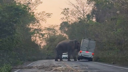 Un elefant a intrat pe o sosea din Thailanda si a rasturnat o camioneta cu coltii si trompa - VIDEO Un elefant a intrat pe o sosea din Thailanda si a rasturnat o camioneta cu coltii si trompa - VIDEO