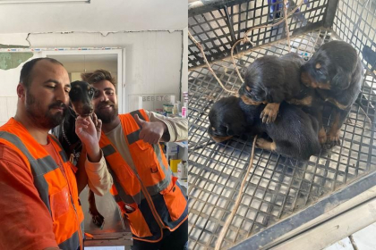 O catelusa a nascut sub daramaturi, in Turcia. Patrupezii, salvati la o luna de la devastatorul cutremur - VIDEO O catelusa a nascut sub daramaturi, in Turcia. Patrupezii, salvati la o luna de la devastatorul cutremur - VIDEO