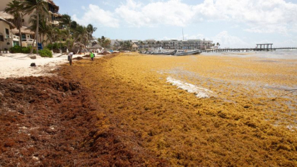 „O problema catastrofala”. Un covor de alge care se intinde din Africa pana in Golful Mexic ameninta sa invadeze coasta Floridei - FOTO „O problema catastrofala”. Un covor de alge care se intinde din Africa pana in Golful Mexic ameninta sa invadeze coasta Floridei - FOTO