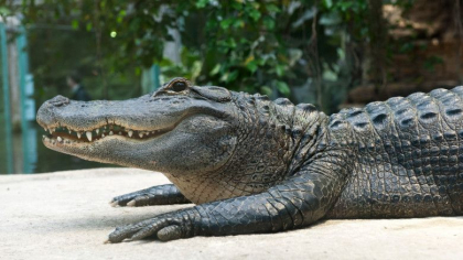 Un barbat din Florida a auzit un zgomot la usa. Cand a deschis-o, a fost muscat de un aligator lung de 3 metri Un barbat din Florida a auzit un zgomot la usa. Cand a deschis-o, a fost muscat de un aligator lung de 3 metri