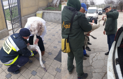 Misiune neobisnuita pentru inspectorii de mediu si pompierii din orasul Calarasi. Acestia au salvat o lebada dintr-un lac in care calitatea apei nu corespunde normelor si punea in pericol viata si sanatatea acesteia - FOTO
Misiune neobisnuita pentru inspectorii de mediu si pompierii din orasul Calarasi. Acestia au salvat o lebada dintr-un lac in care calitatea apei nu corespunde normelor si punea in pericol viata si sanatatea acesteia - FOTO