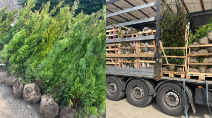 Arbori coniferi si plante in suma de peste 7 mii de euro, confiscate de oamenii legii. Acestea erau transportate din Olanda - FOTO Arbori coniferi si plante in suma de peste 7 mii de euro, confiscate de oamenii legii. Acestea erau transportate din Olanda - FOTO
