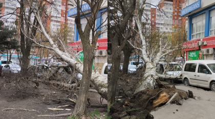 Primaria indeamna chisinauienii sa nu iasa afara si sa nu parcheze automobilele in apropiere de copaci 