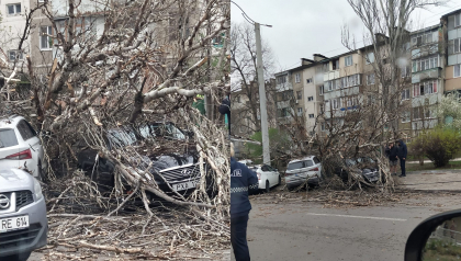 Fiti atenti unde parcati masinile. Mai multe automobile - strivite de crengile unui copac, in capitala - FOTO