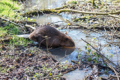 Faza zilei vine din Ucraina. Oaspetele nepoftit al soldatilor ucraineni. Castorul care nu vrea sa paraseasca transeele - VIDEO Faza zilei vine din Ucraina. Oaspetele nepoftit al soldatilor ucraineni. Castorul care nu vrea sa paraseasca transeele - VIDEO