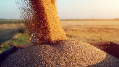SUA vor sa importe cereale ecologice din Moldova. Ce spune ministrul Agriculturii - FOTO SUA vor sa importe cereale ecologice din Moldova. Ce spune ministrul Agriculturii - FOTO