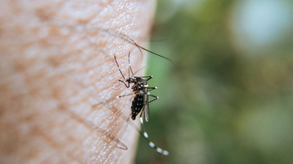 OMS avertizeaza asupra inmultirii tantarilor care transmit boli virale in Europa