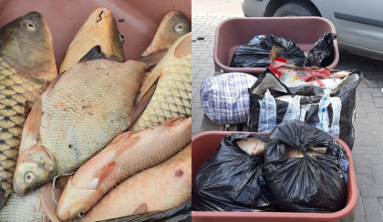 ANSA au desfasurat o serie de controale privind transportarea pestelui viu in mai multe regiuni ale tarii. Ce incalcari au fost depistate - FOTO 