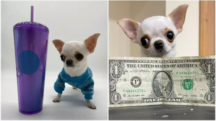 Pearl, un chihuahua de marimea unei telecomenzi, declarat cel mai mic caine din lume Pearl, un chihuahua de marimea unei telecomenzi, declarat cel mai mic caine din lume