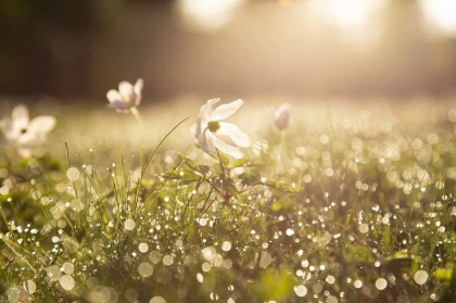 Cer noros si maxime de 17 grade Celsius. Ce temperaturi se vor inregistra astazi, dar si in urmatoarele zile. Prognoza meteo