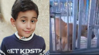 Un copil a fost sfasiat si mancat de viu de un leu, dupa ce a ramas blocat intre gratiile custii in care se afla animalul