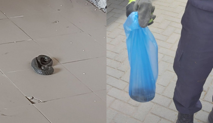 Interventie neobisnuita pentru salvatorilor din Balti. Un sarpe - evacuat din interiorul unui oficiu - FOTO Interventie neobisnuita pentru salvatorilor din Balti. Un sarpe - evacuat din interiorul unui oficiu - FOTO