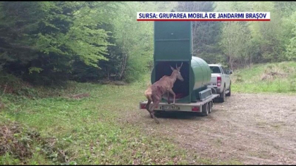 Un cerb, salvat de o echipa de interventie in Brasov. Era blocat intre un gard si o bucata de beton