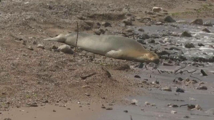 O foca dintr-o specie pe cale de disparitie si-a facut aparitia pe o plaja din Tel Aviv