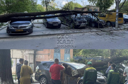 Un copac a cazut si a distrus mai multe masini parcate pe o strada din sectorul Buiucani al capitalei - FOTO Un copac a cazut si a distrus mai multe masini parcate pe o strada din sectorul Buiucani al capitalei - FOTO