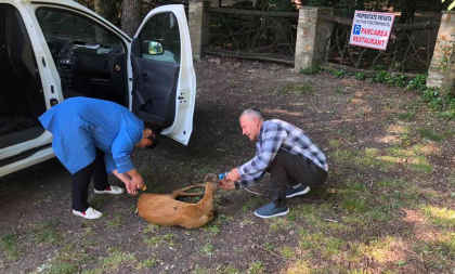 Caprioara ranita - salvata de o echipa de interventie in Orhei - FOTO Caprioara ranita - salvata de o echipa de interventie in Orhei - FOTO