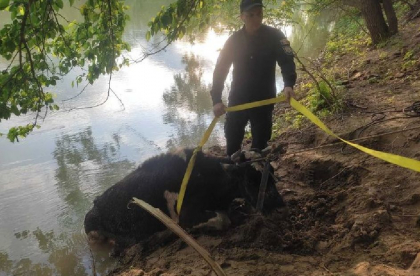 Misiune neobisnuita pentru salvatorii din Ungheni. Au salvat o bovina care risca sa se inece in raul Prut - FOTO Misiune neobisnuita pentru salvatorii din Ungheni. Au salvat o bovina care risca sa se inece in raul Prut - FOTO