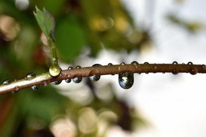 Se asteapta ploi in sudul tarii. Ce temperaturi se vor inregistra astazi, dar si in urmatoarele zile. Prognoza meteo 