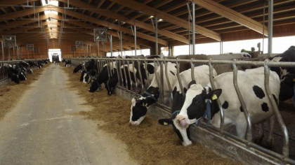Moldova ramane fara vaci. Fermierii au explicat de ce aleg sa nu mai creasca bovine