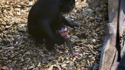 Sarbatoare la gradina zoologica din orasul britanic Chester. S-a nascut un macac pe cale de disparitie