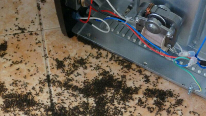 Furnicile „electrice” pot provoca pene de curent extinse si incendii. Tara din Europa amenintata in acesta vara Furnicile „electrice” pot provoca pene de curent extinse si incendii. Tara din Europa amenintata in acesta vara
