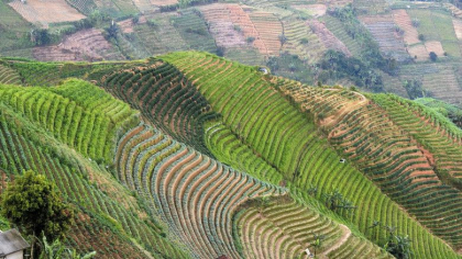Imagini spectaculoase cu plantatiile terasate din Indonezia. Au devenit un obiectiv turistic in sine Imagini spectaculoase cu plantatiile terasate din Indonezia. Au devenit un obiectiv turistic in sine